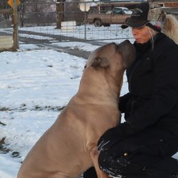 Louie - Cane Corso