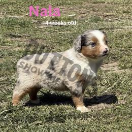 Nala - Blue merle female Miniature Australian Shepherd puppy in Oronogo, Missouri from Dutton's Show Me Farms