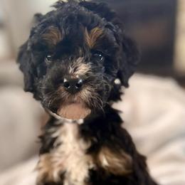 Black collar boy - Tri-color male Bernedoodle puppy in Lake, Michigan from 3 King Doodles & Poodles
