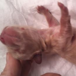 DBs Scarlatti Capriccio - Cream male Dachshund puppy in Summerfield, Florida from D & B Ranchette