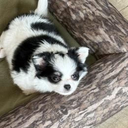 Chihuahua puppies from Keljim's Chihuahuas
