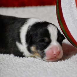 Frost - Black and tan male Pembroke Welsh Corgi puppy in Gober, Texas from Trigger Time Kennels