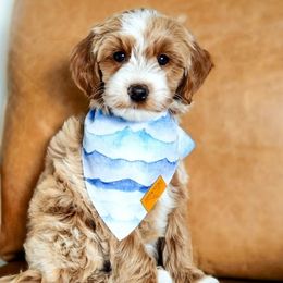 Bernedoodles, Cockapoos, and Goldendoodles from Macy Meadows Doodles