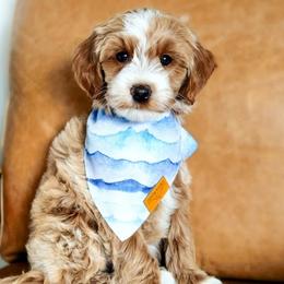 Bernedoodles, Cockapoos, and Goldendoodles from Macy Meadows Doodles