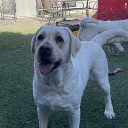 Kate - Labrador Retriever