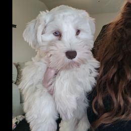 Winter Female.  $1,600 - White Miniature Schnauzer puppy in Forney, Texas from Gus Puppies