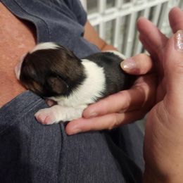 Girl 1 - Brindle and white female Shih Tzu puppy in Wyoming, Michigan from Shih Tzu Shenanigans