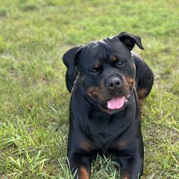 Khaos - Rottweiler