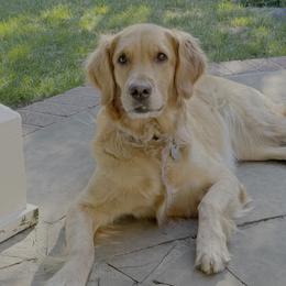 Golden Retrievers from Jacqueline Sigona