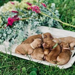 Cavapoo puppies from Wednesday & Co