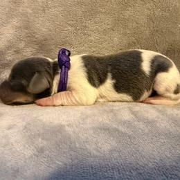 Puppy 3 - Gray (blue) and tan female Dachshund puppy in Riverside, California from Saddle Up Dachshunds