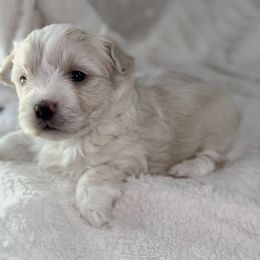 Daisy - White and tan female Morkie puppy in Germantown, Tennessee from Sophia puppy’s
