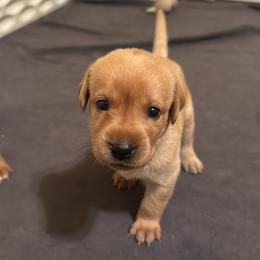 Female 4 - Yellow female Labrador Retriever puppy in Wardensville, West Virginia from Sager’s Labrador Puppies