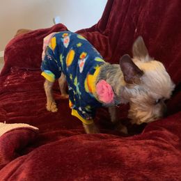 Chloe - Yorkshire Terrier