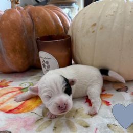 Boy 3 - Tri-colored male Parson Russell Terrier puppy in Peabody, Kansas from SouthFork Ranch