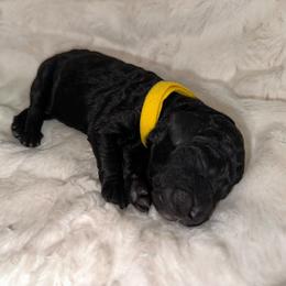 Miss Yellow - Black female Goldendoodle puppy in San Diego, California from Sensational Doodles