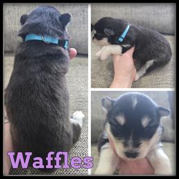 Waffles - Black and white female Siberian Husky puppy in Wheeler, Michigan from Haase Family Kennels