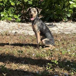 Rocky - Black and tan male Yorkshire Terrier puppy in Naples, Florida from 🤎 Dreaming Puppies 🐶
