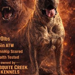 Ash - Perro de Presa Canario
