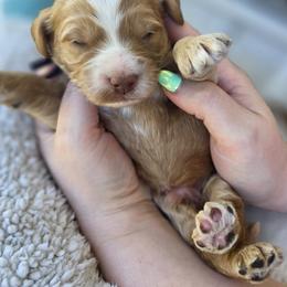 Cedar - Apricot male Goldendoodle puppy in Decatur, Tennessee from Diamond's Doodles