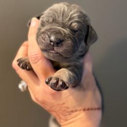 Blue Tan Point (1) - Blue male Great Dane puppy in Kimball, Michigan from Starlight Danes