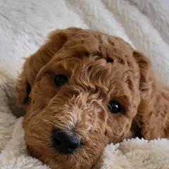 Goldendoodle Puppies from Americana Paws