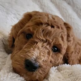 Goldendoodle Puppies from Americana Paws
