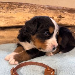 Brown - Black rust and white female Bernese Mountain Dog puppy in Delton, Michigan from Rocky Top Acres
