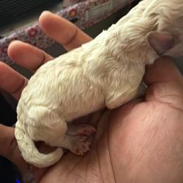 You name her - Apricot female Poodle puppy in Ozark, Alabama from Precious Pup Llc