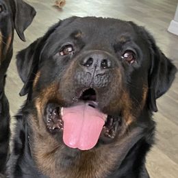 Harley - Rottweiler