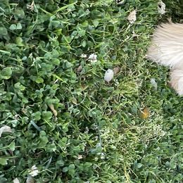 Soft Coated Wheaten Terrier All Grown Up from PitterPat