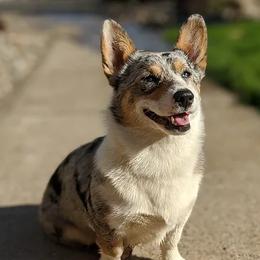 American Corgis and Pembroke Welsh Corgis from Shoestring Valley Corgis