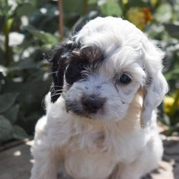 Onyx - Black white and tan male Cockapoo puppy in Ellensburg, Washington from Dawn to Dusk Cockapoos