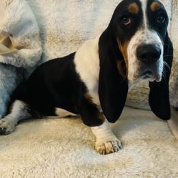 ELPHABA - Black and white female Basset Hound puppy in Bremerton, Washington from Over the Rainbow Basset Hounds