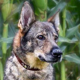 Lyshka - German Shepherd