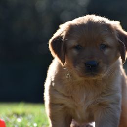 Golden Retriever Puppies from Earley Goldens