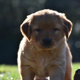 Golden Retriever Puppies from Earley Goldens