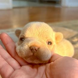 Bacon - Cream female French Bulldog puppy in Opelika, Alabama from Fancy Face Frenchies