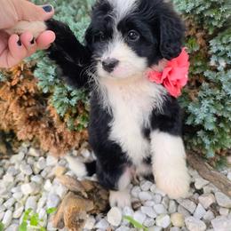 Bonnie - Tri-color female Bernedoodle puppy in Harrisonburg, Virginia from Curlytail Doodles