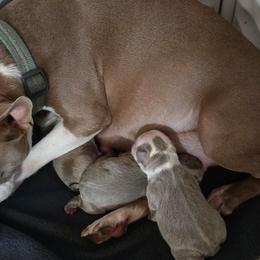 Girl 3 - Lilac female Boston Terrier puppy in Des Moines, Iowa from Razmom's Boston Terriers
