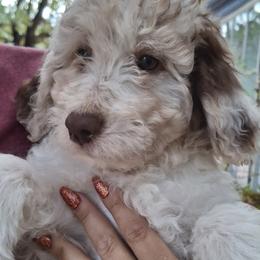 Aussiedoodle and Miniature Australian Shepherd Puppies from Aussies Acre