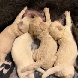 Schnoodle Puppies from Giselle’s Pups: Giant Schnauzer/Standard Poodles