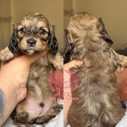 Dipsy - Cream male Dachshund puppy in Hornbeck, Louisiana from A&Z Mini Dachshunds