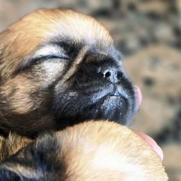Brussels Griffons from Griffs & Giggles Ranch - The Cortez Family