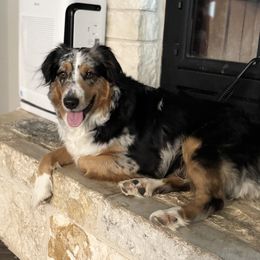 Milly - Miniature Australian Shepherd
