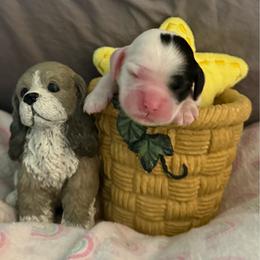 Light pink collar girl - Black and white female Cocker Spaniel puppy in Boca Raton, Florida from Gold-Coast Cockers