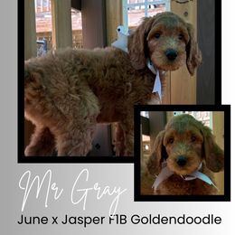Mr. Gray - Red  male Goldendoodle puppy in Blue Springs, Missouri from Farmstead 51