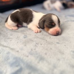 Samantha - Piebald female Dachshund puppy in Marion, Ohio from Doodles & Doxies