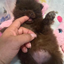 Coco - Chocolate female Pomeranian puppy in Bristol, Connecticut from Mala Poms