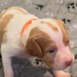 Orange - Orange and white female Brittany puppy in Hayward, California from Fieldstone Bird Dog Kennels / West Coast Brittany’s